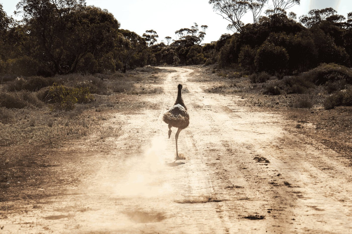 OUTBACK ROAD