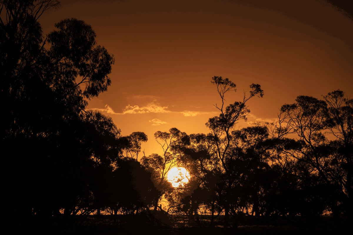 GOLDEN COUNTRYSIDE
